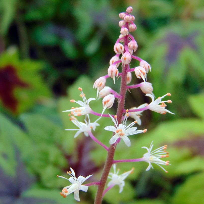 Tiarella Sugar and Spice (Floración)