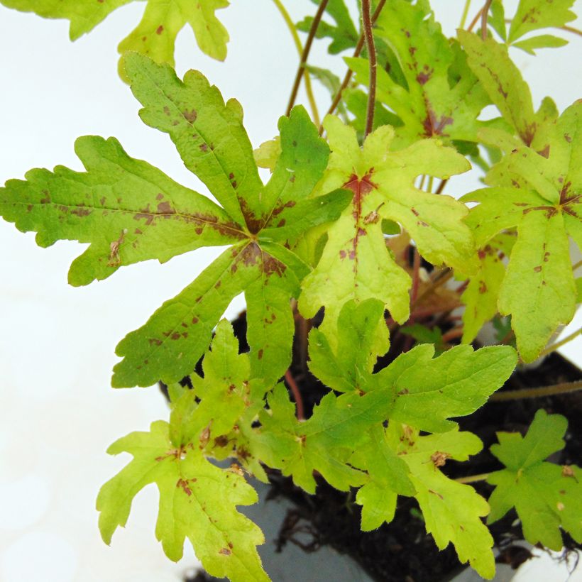 Tiarella Arpeggio (Follaje)