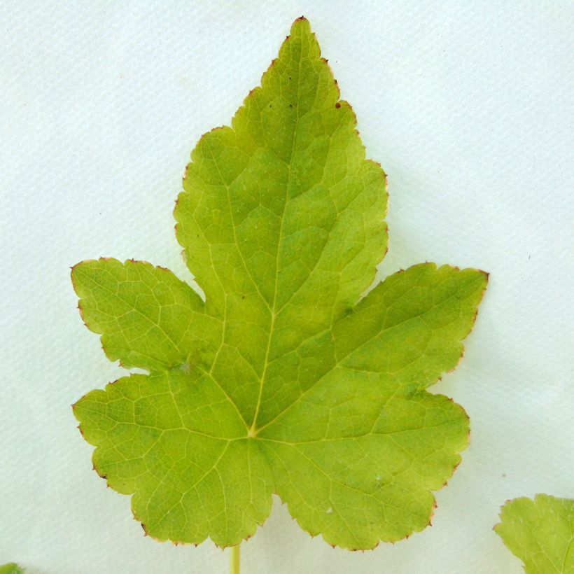 Tiarella Running Tiger (Follaje)