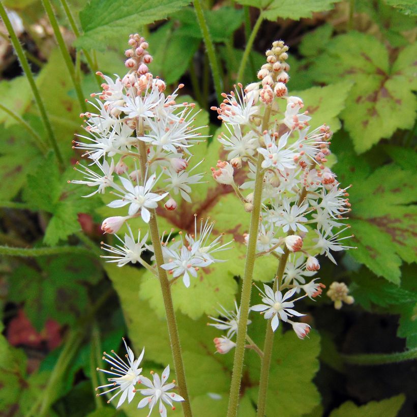 Tiarella Running Tiger (Floración)