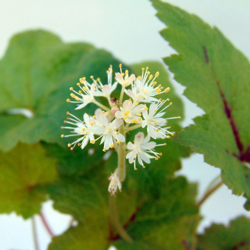 Tiarella Tiger Stripe (Floración)