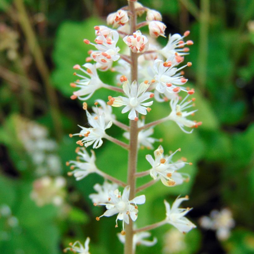 Tiarella wherryi (Floración)