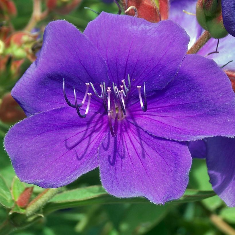 Tibouchina Groovy baby (Floración)