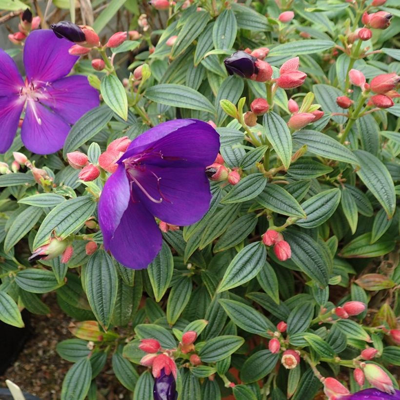 Tibouchina Groovy baby (Porte)