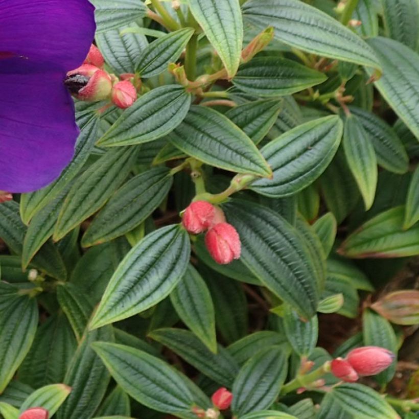 Tibouchina Groovy baby (Follaje)