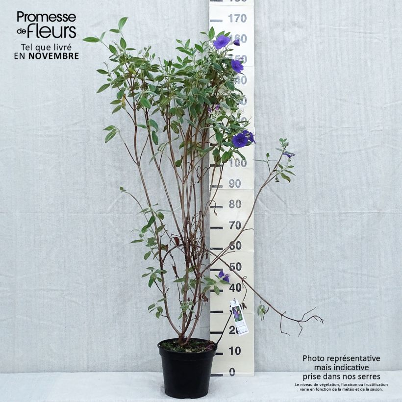 Ejemplar de Tibouchina semidecandra Pot de 7,5L/10L entregado en otoño