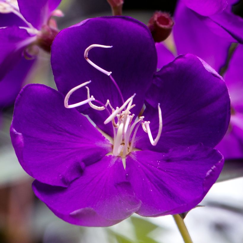 Tibouchina semidecandra (Floración)