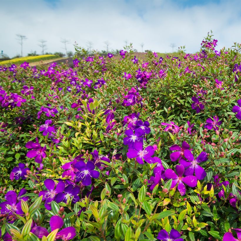 Tibouchina semidecandra (Porte)