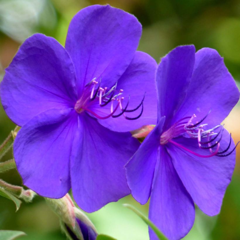 Tibouchina urvilleana (Floración)