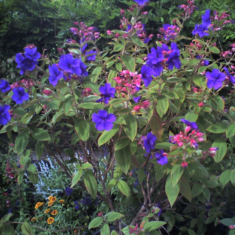 Tibouchina urvilleana (Porte)