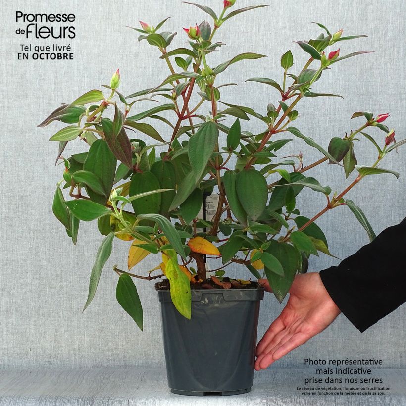 Ejemplar de Tibouchina urvilleana - Tibouchine d'Urville. Pot de 4L/5L entregado en otoño