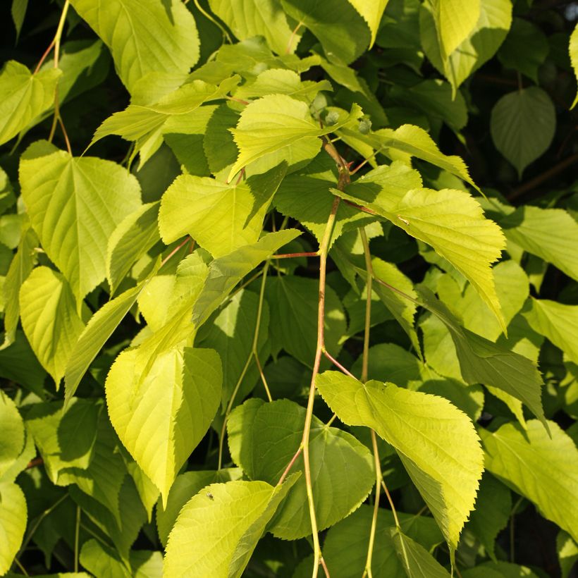 Tilia europaea Wratislaviensis (Follaje)