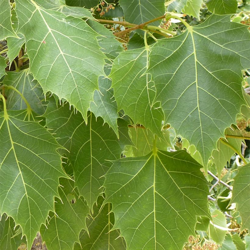 Tilia henryana - Tilo de Henry (Follaje)