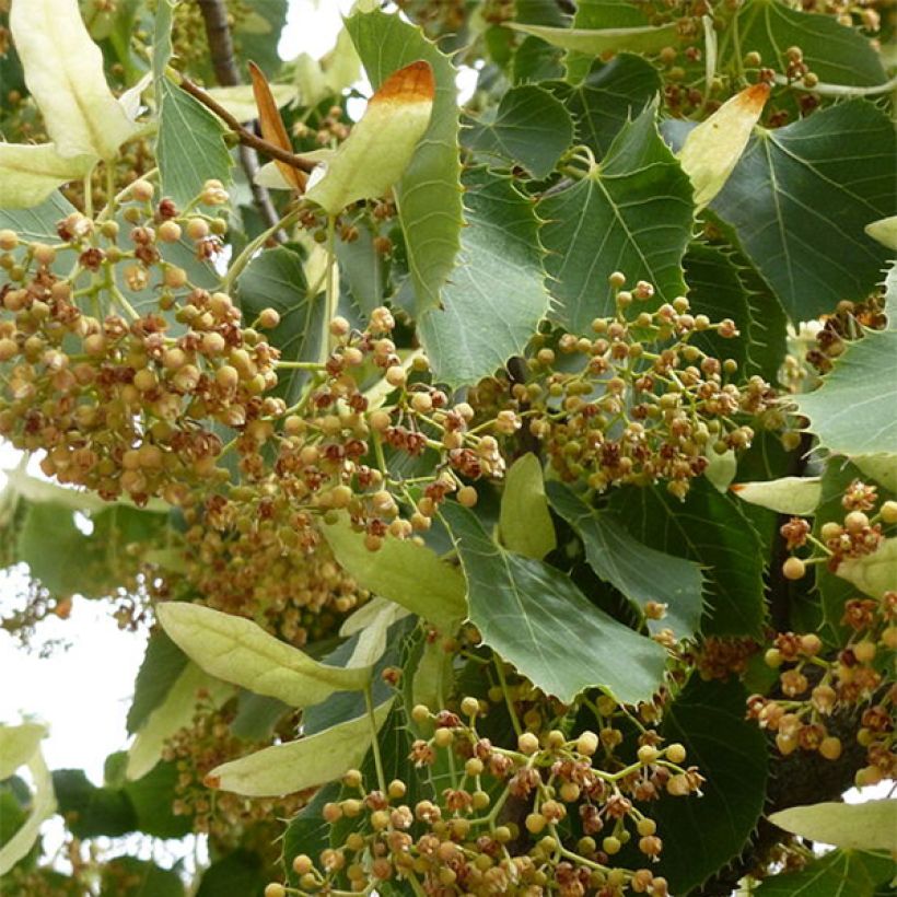 Tilia henryana - Tilo de Henry (Floración)