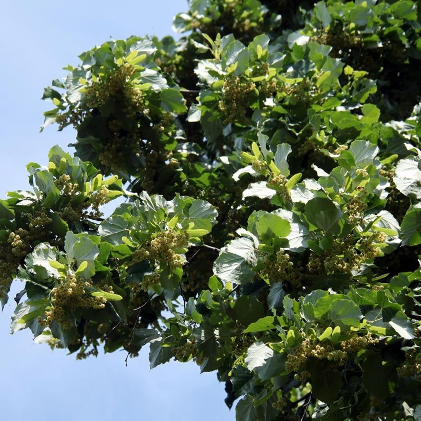 Tilia platyphyllos (Follaje)