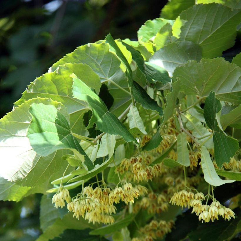 Tilia platyphyllos (Floración)