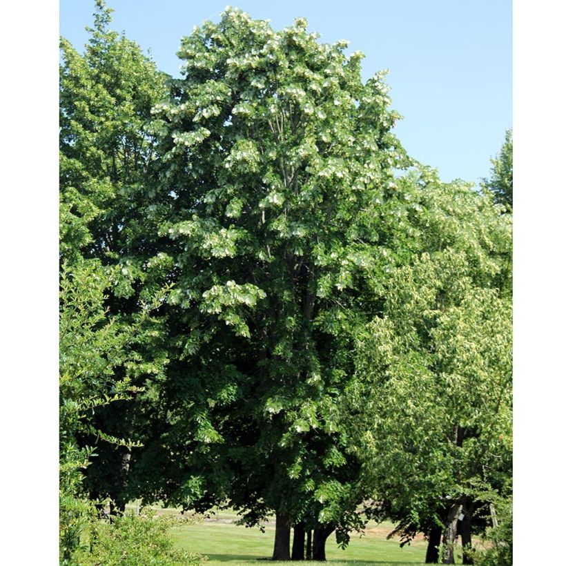 Tilia platyphyllos (Porte)