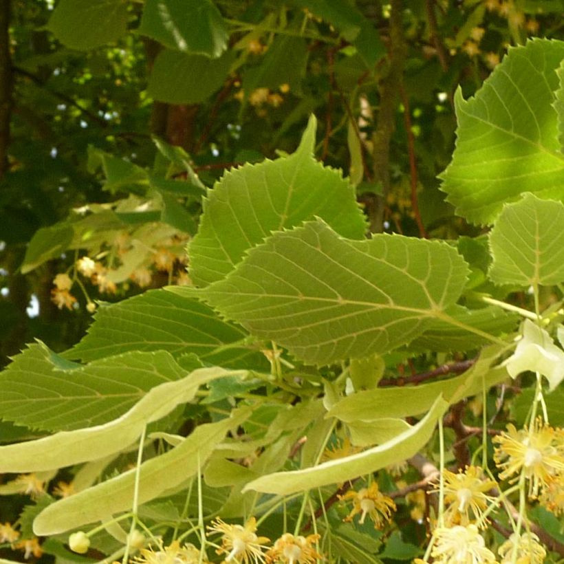 Tilia platyphyllos Rubra (Follaje)