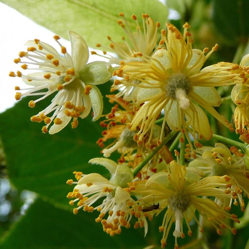 Tilia platyphyllos Rubra (Floración)