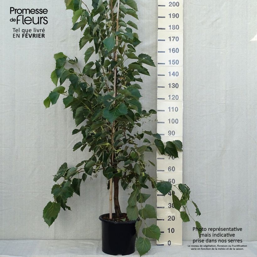 Ejemplar de Tilleul de Henry - Tilia henryana Pot de 7.5L/10L entregado en otoño