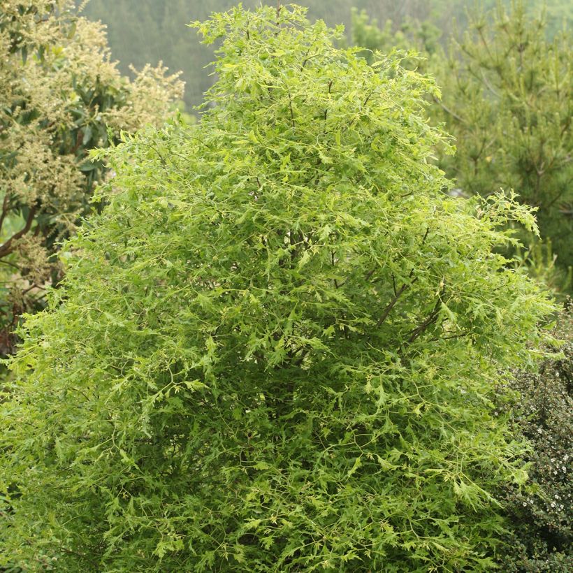 Tilia platyphyllos Henryk Eder (Porte)