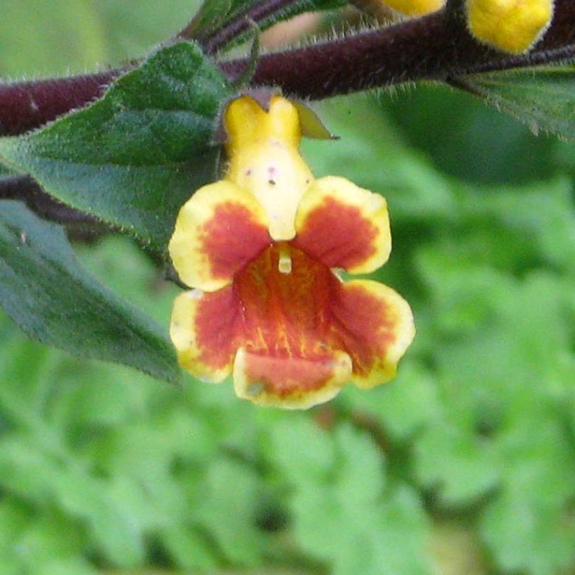 Titanotrichum oldhamii (Floración)