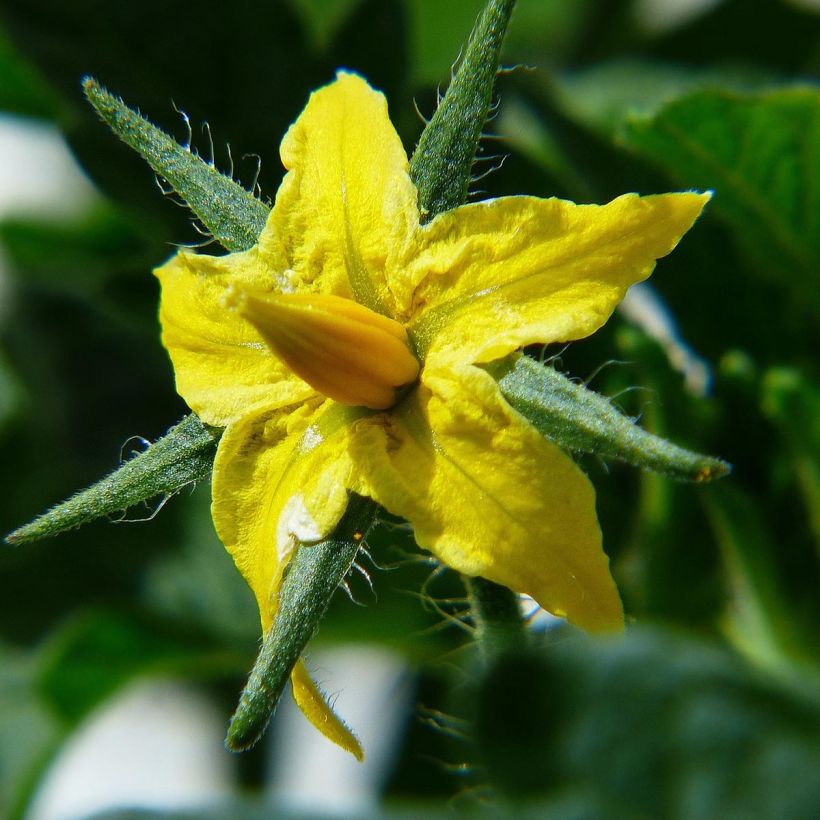 Tomate piña Ananas (Plantas de tomate injertadas) (Floración)