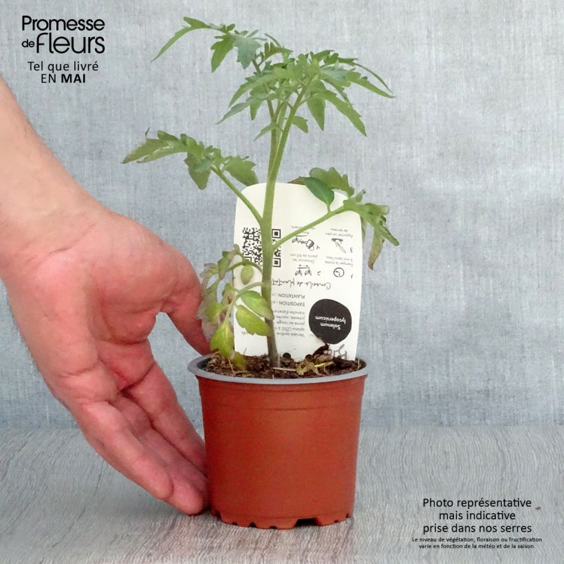 Tomate Ananas BIO Pot de 10,5 cm Ejemplar entregado en la primavera