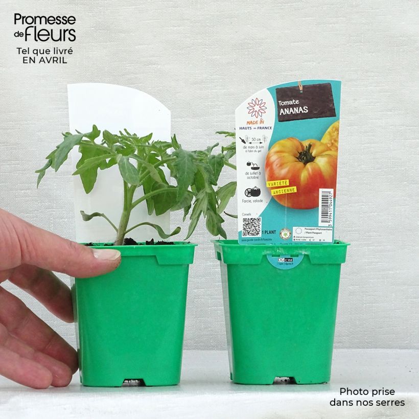 Tomate Ananas en pot de 10 cm Ejemplar entregado en la primavera