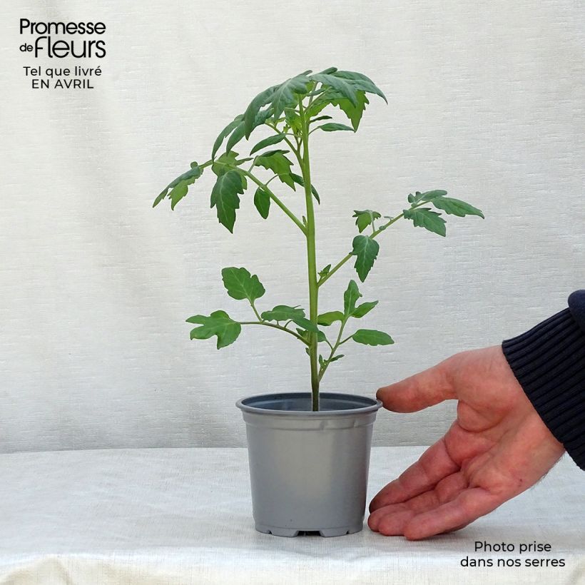 Tomate Apéro F1 en pot de 10,5 cm - Tomate-cerise Ejemplar entregado en la primavera