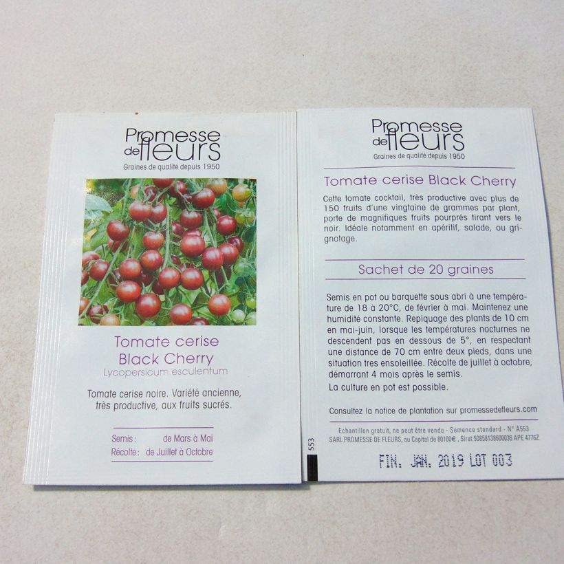 Ejemplo de ejemplar de Tomate Black Cherry -  Tomate Cerise noire Graines tal y como se entrega