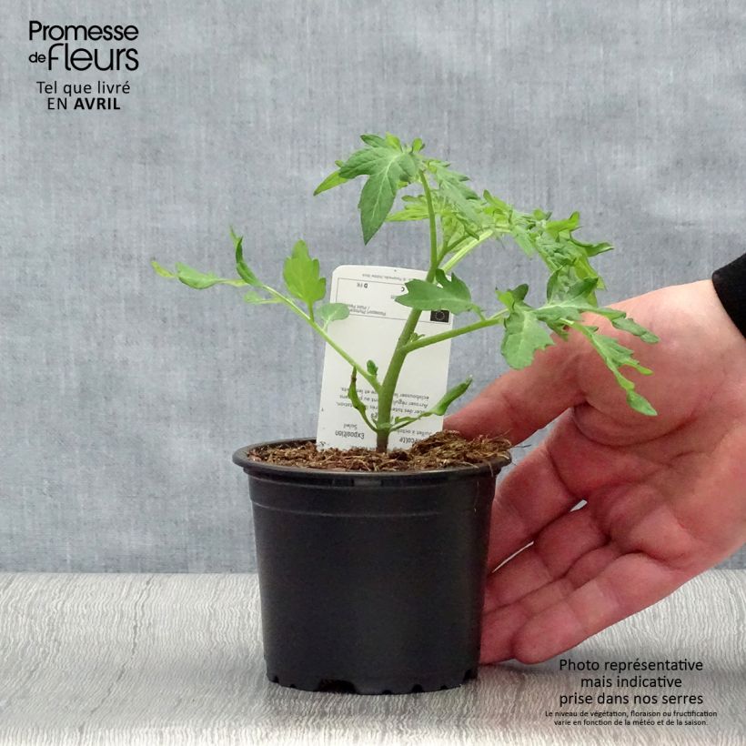 Tomate Black Cherry en pot de 10,5cm Ejemplar entregado en la primavera