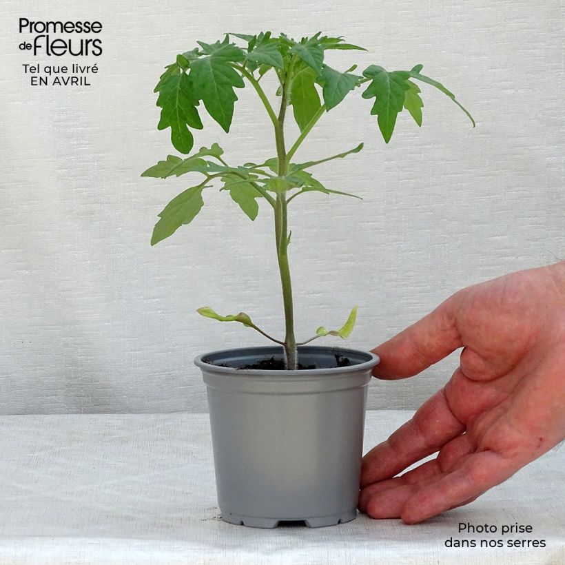 Tomate Buffalo Steak F1 en pot de 10,5 cm Ejemplar entregado en la primavera