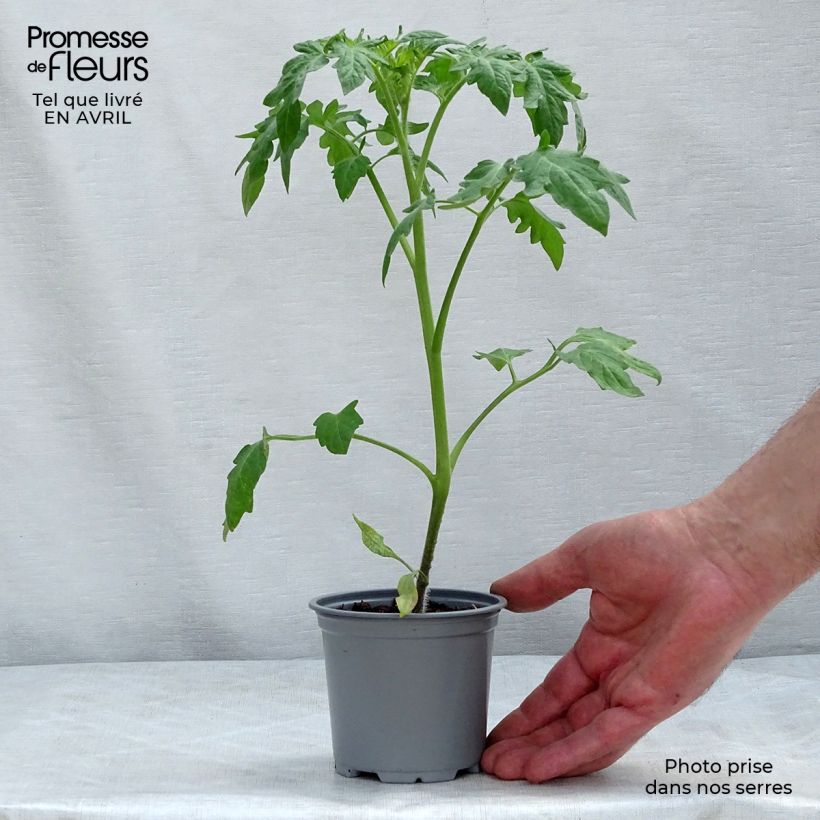 Tomate Buffalo Sun en pot de 10,5 cm Ejemplar entregado en la primavera