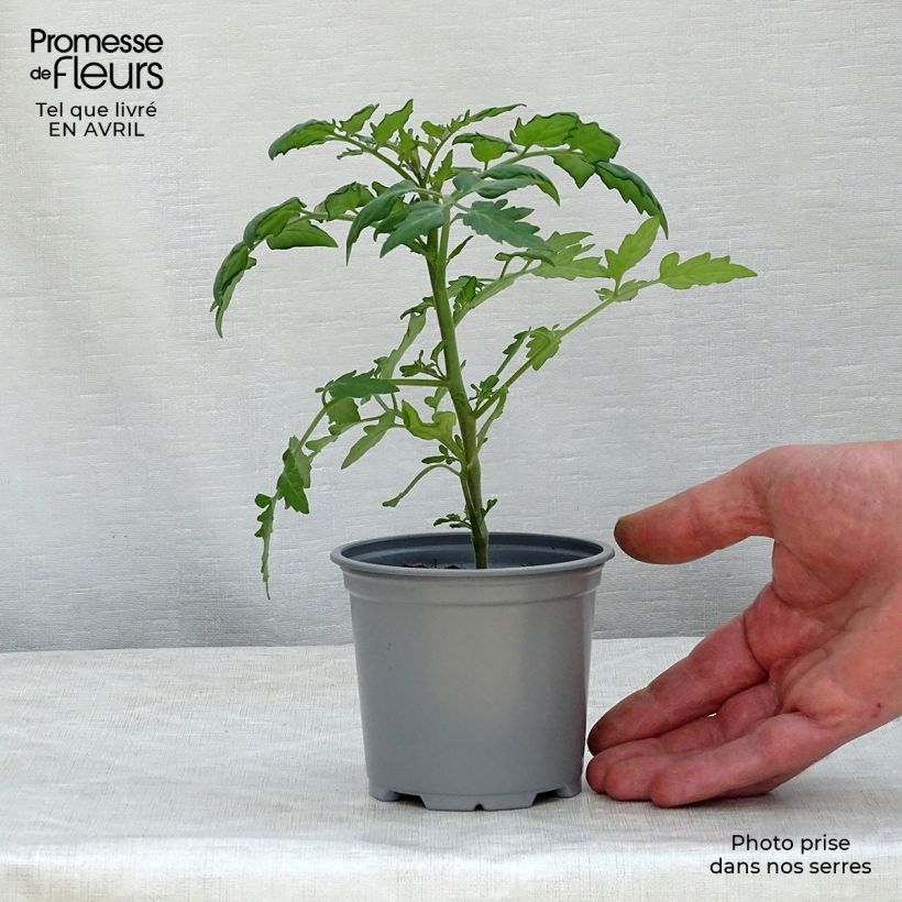 Tomate Cherry Orange en pot de 10,5 cm - Tomate cerise Ejemplar entregado en la primavera