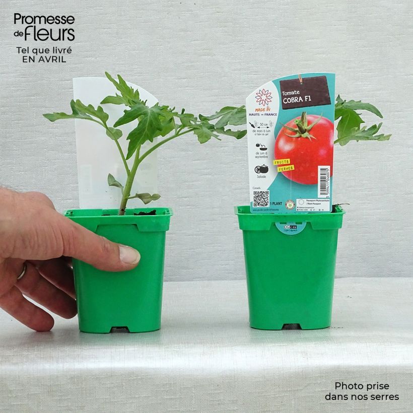 Tomate Cobra F1 en pot de 10,5cm - spéciale abris Ejemplar entregado en la primavera