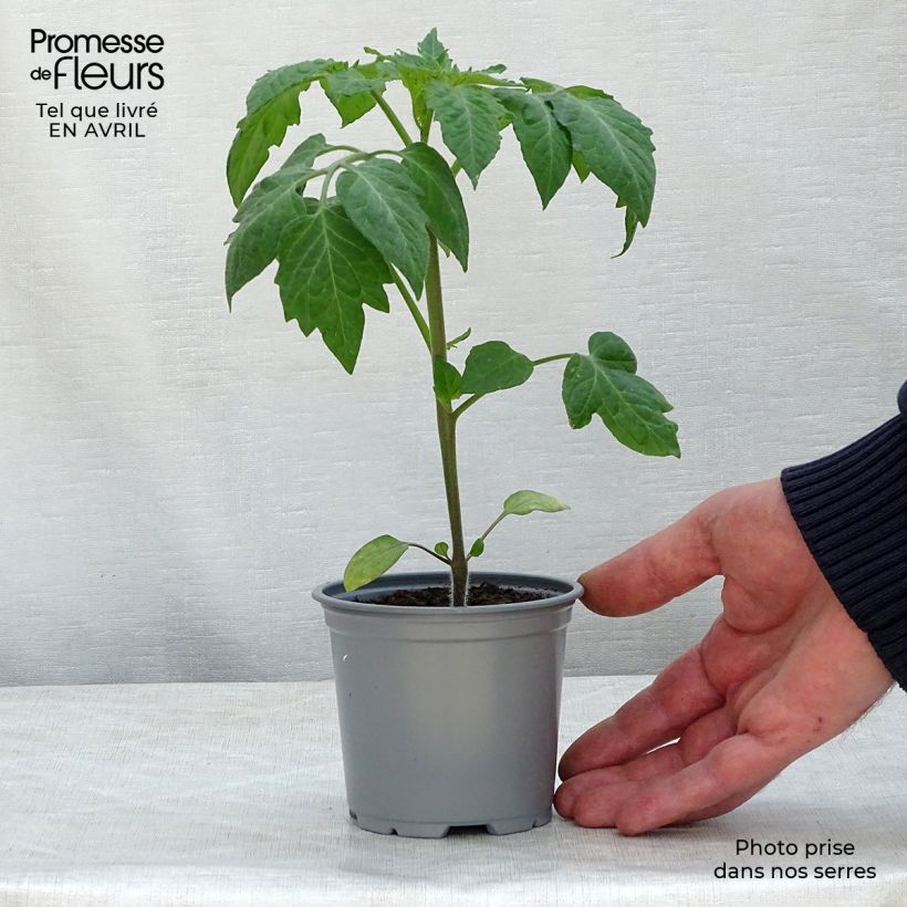 Tomate Colibri F1 en pot de 10,5 cm Ejemplar entregado en la primavera