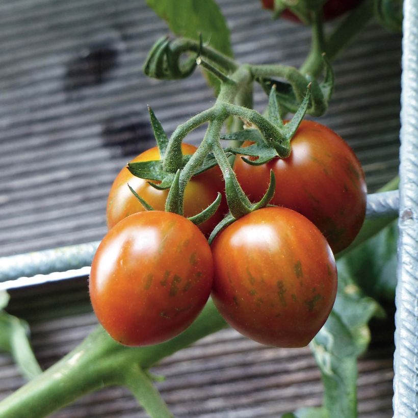 Tomate Cookie F1 - La sélection du chef (Cosecha)