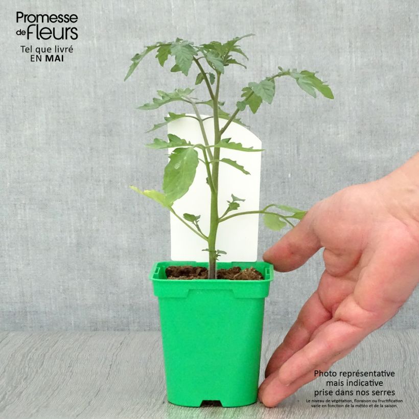 Tomate Cookie F1 mélange en plants Pot de 10 cm/11cm Ejemplar entregado en la primavera