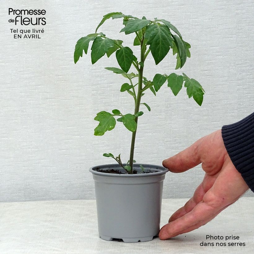 Tomate Crokini F1 en pot de 10,5cm Ejemplar entregado en la primavera