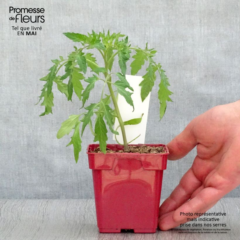 Tomate Cuor di Bue en plants BIO – Cœur de Bœuf Pot de 10,5 cm Ejemplar entregado en la primavera