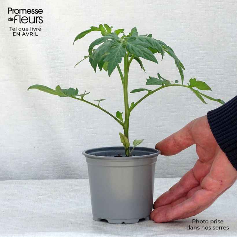 Tomate Fantasio F1 en pot de 10,5 cm Ejemplar entregado en la primavera