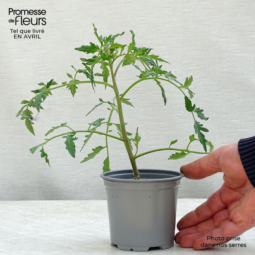 Tomate Fleurette F1 en plants GREFFES en pot de 10,5 cm - Tomate Cœur de Bœuf hybride Ejemplar entregado en la primavera