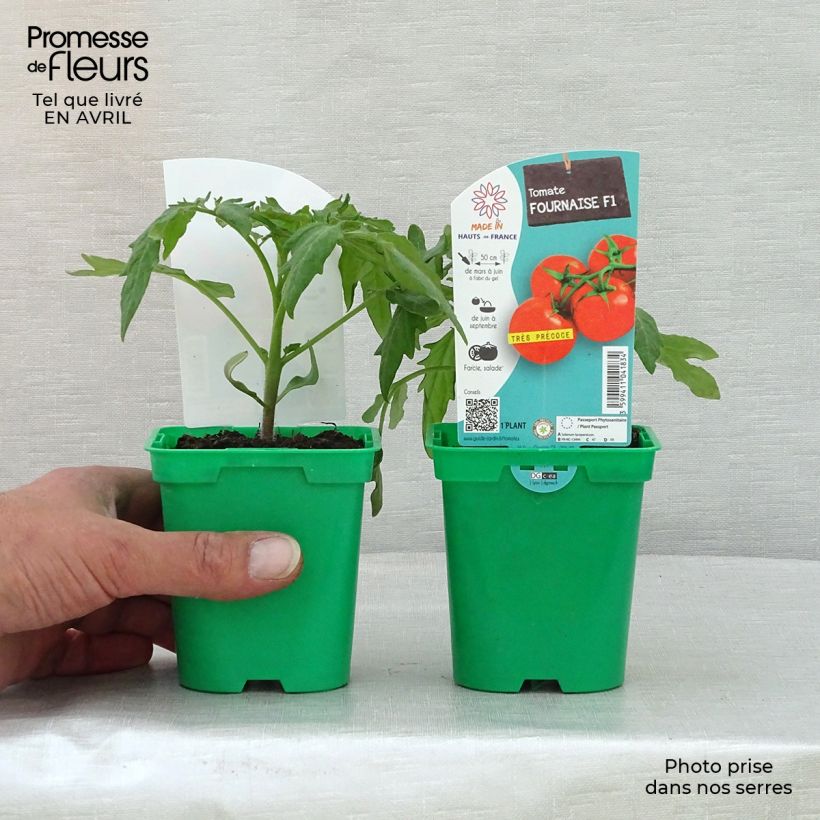 Tomate Fournaise en pot de 10 cm Ejemplar entregado en la primavera