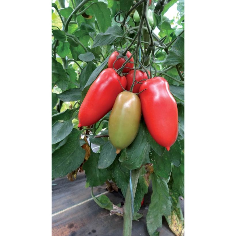 Tomate Gagliardo F1 (Porte)