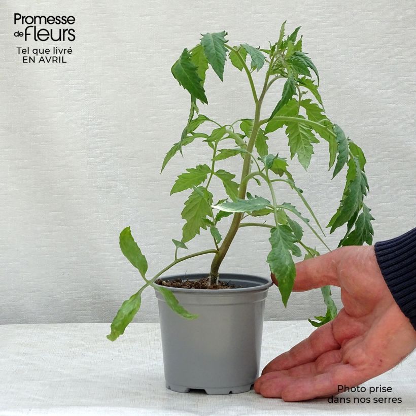 Tomate Gagliardo F1 en plants GREFFES en pot de 10,5 cm Ejemplar entregado en la primavera