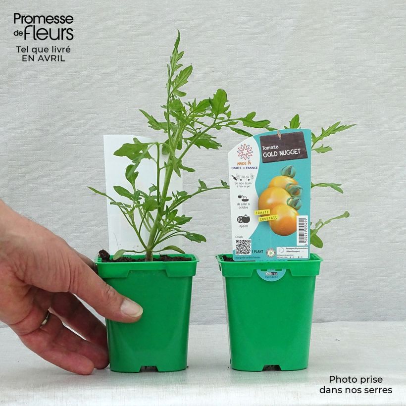 Tomate Gold Nugget en pot de 10,5cm Ejemplar entregado en la primavera