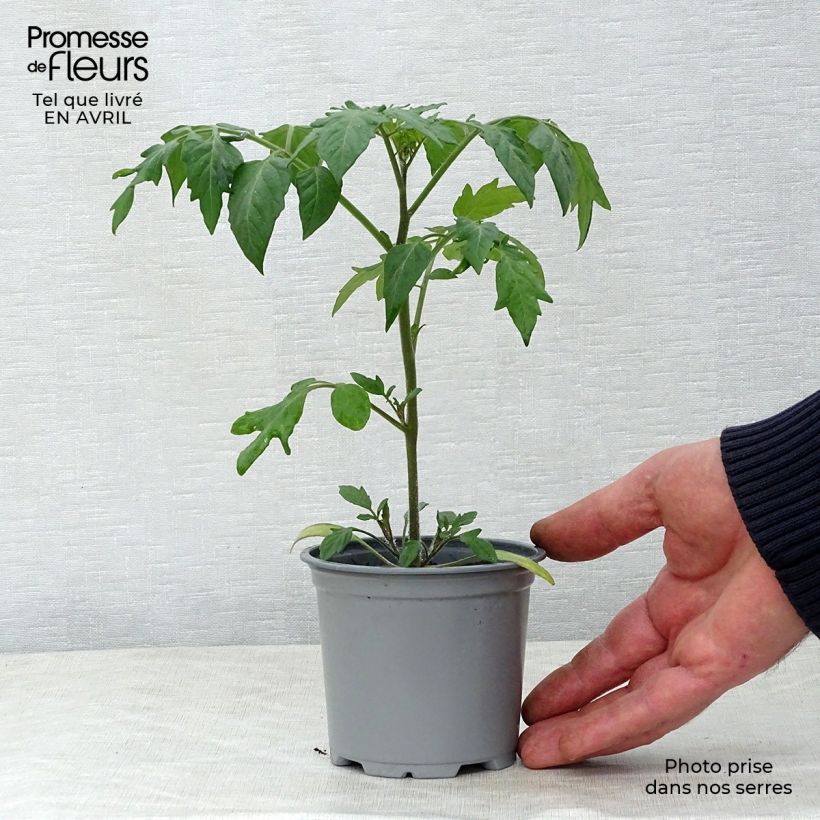 Tomate Goldwin F1 en pot de 10,5cm Ejemplar entregado en la primavera