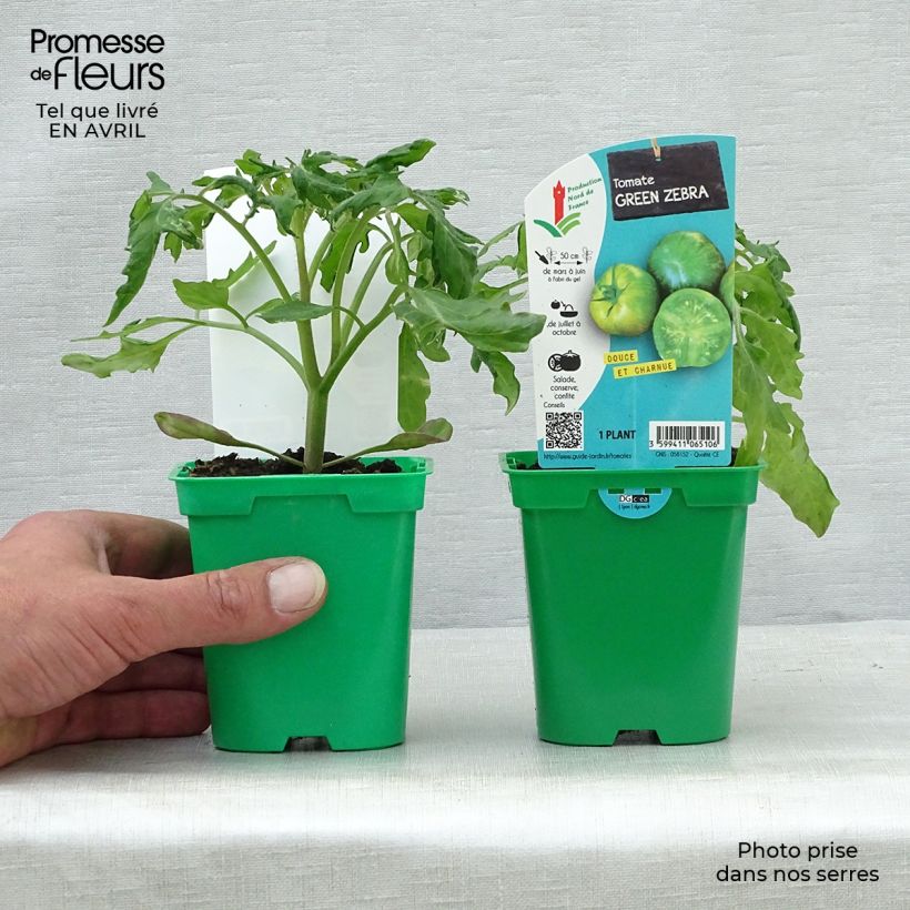 Tomate Green Zebra en pot de 10,5cm Ejemplar entregado en la primavera