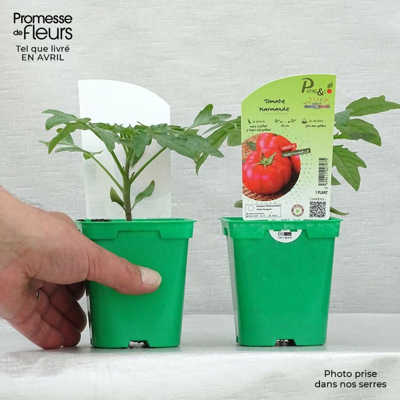 Tomate Marmande en pot de 10 cm Ejemplar entregado en la primavera